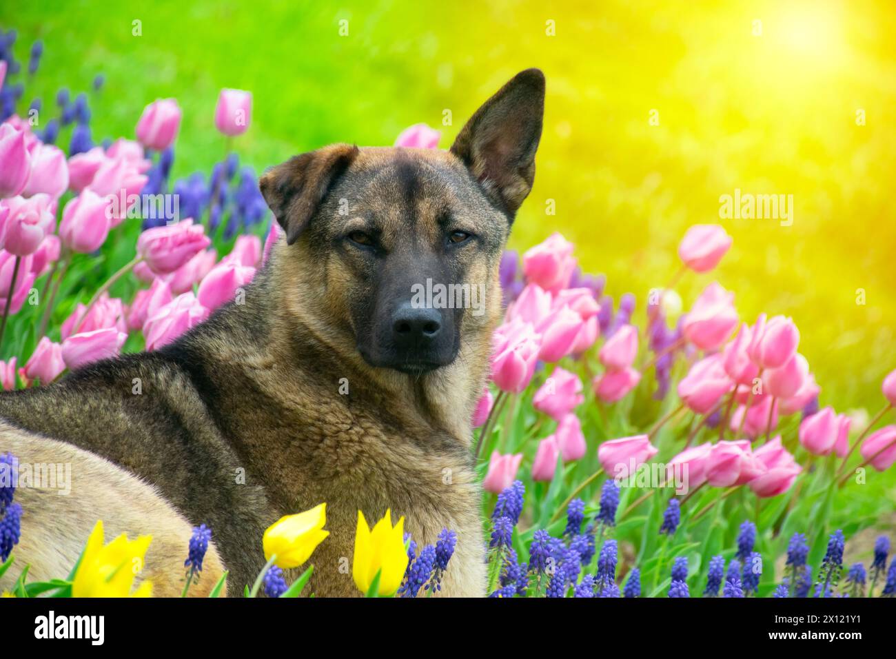 Un cane che si guarda intorno tra tulipani colorati. Cane seduto tra i tulipani. Adorabile cane in un colorato campo di tulipani. Foto Stock