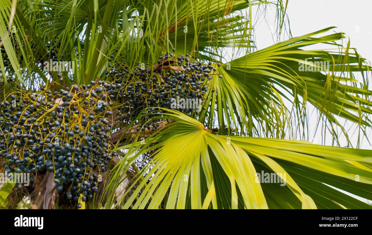 Fan cinese frutti di palma Livistona chinensis, vista dal basso. Primo piano di frutti di palma ventilati in natura. Palma ventilata o frutta corypha umbraculifera su sfondo naturale. Pianta ornamentale nel giardino del resort Foto Stock
