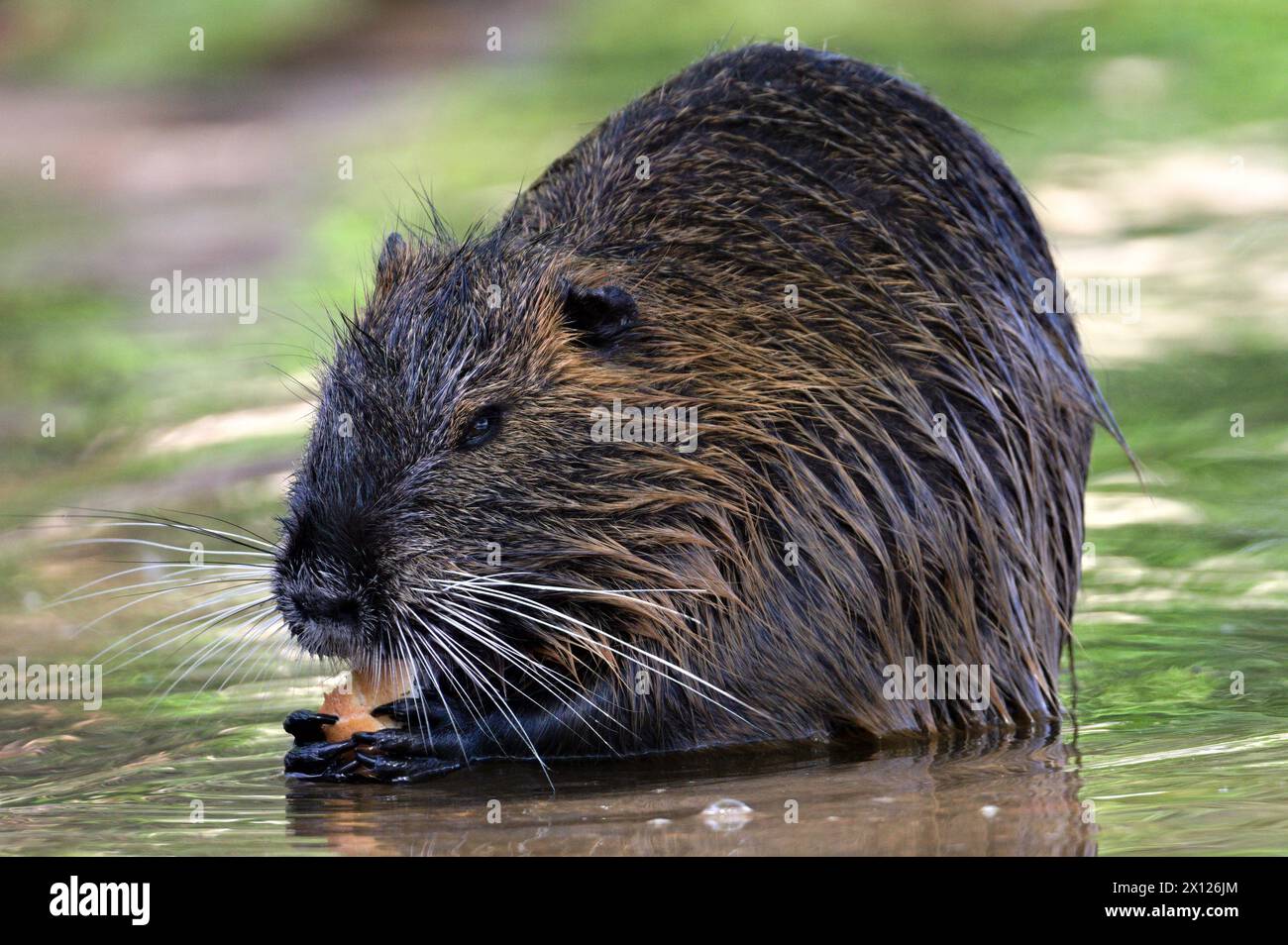 Il Myocastor coypus, noto anche come nutria o ratto paludoso, sta mangiando carote in acqua. Roditore invasivo nel fiume Moldava a Praga. repubblica Ceca. Foto Stock