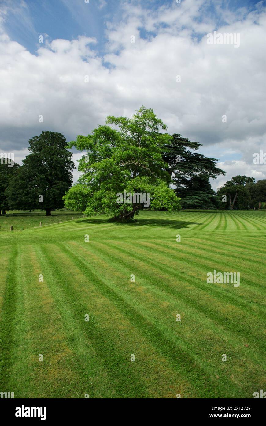 Meadowland con alberi e erba appena tagliata nei terreni di Turvey House, Bedfordshire, Regno Unito Foto Stock