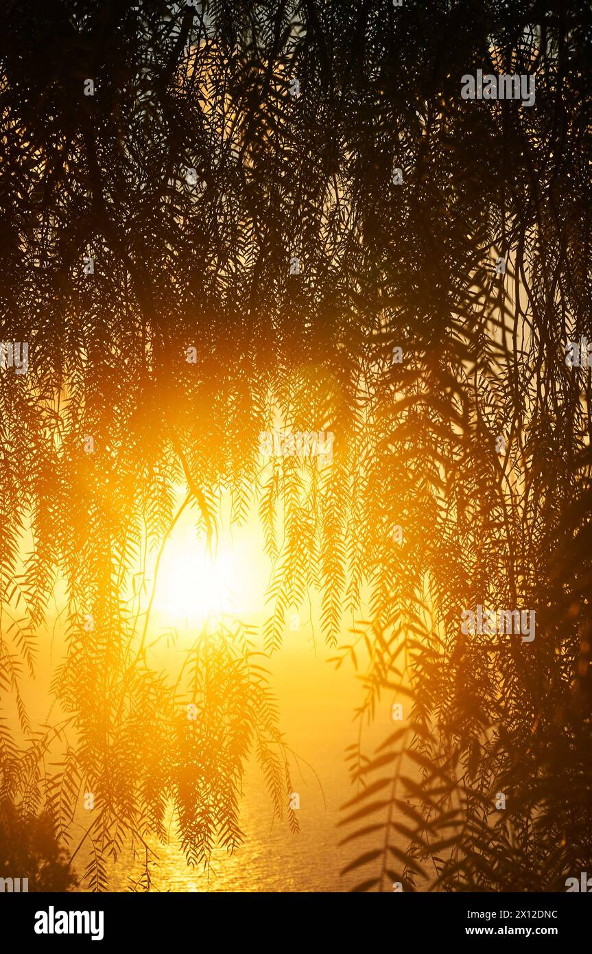 Sonneuntergang hinter Blättern, Sizilien Foto Stock