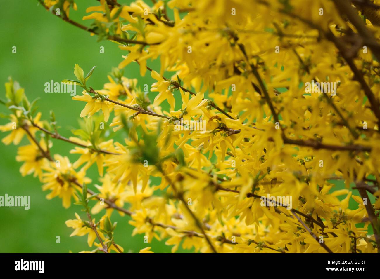 Fioriture di forsythia gialle vivaci che segnalano l'arrivo della primavera Foto Stock