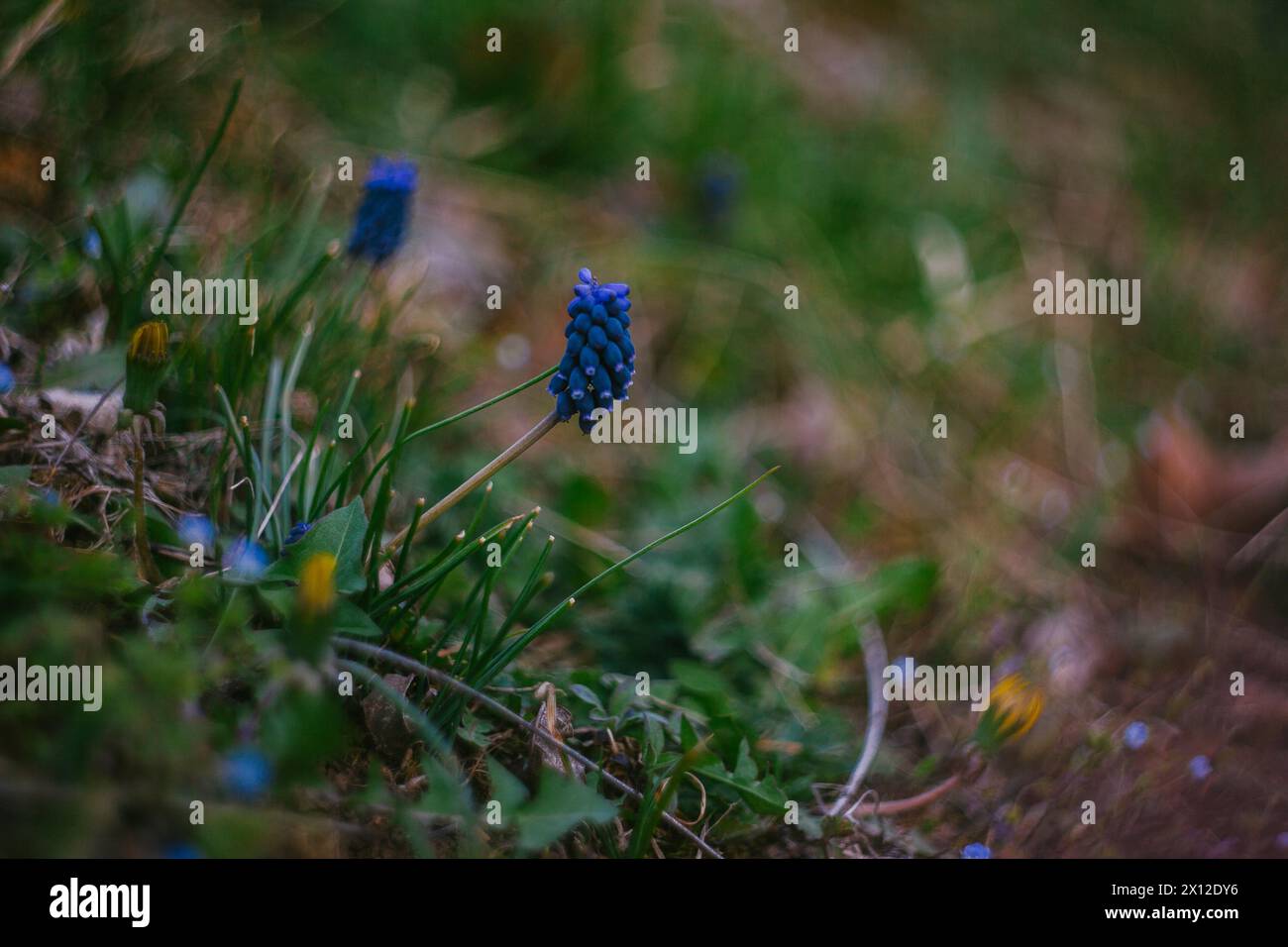 Wild Grape Hyacinth cresce in un prato Foto Stock