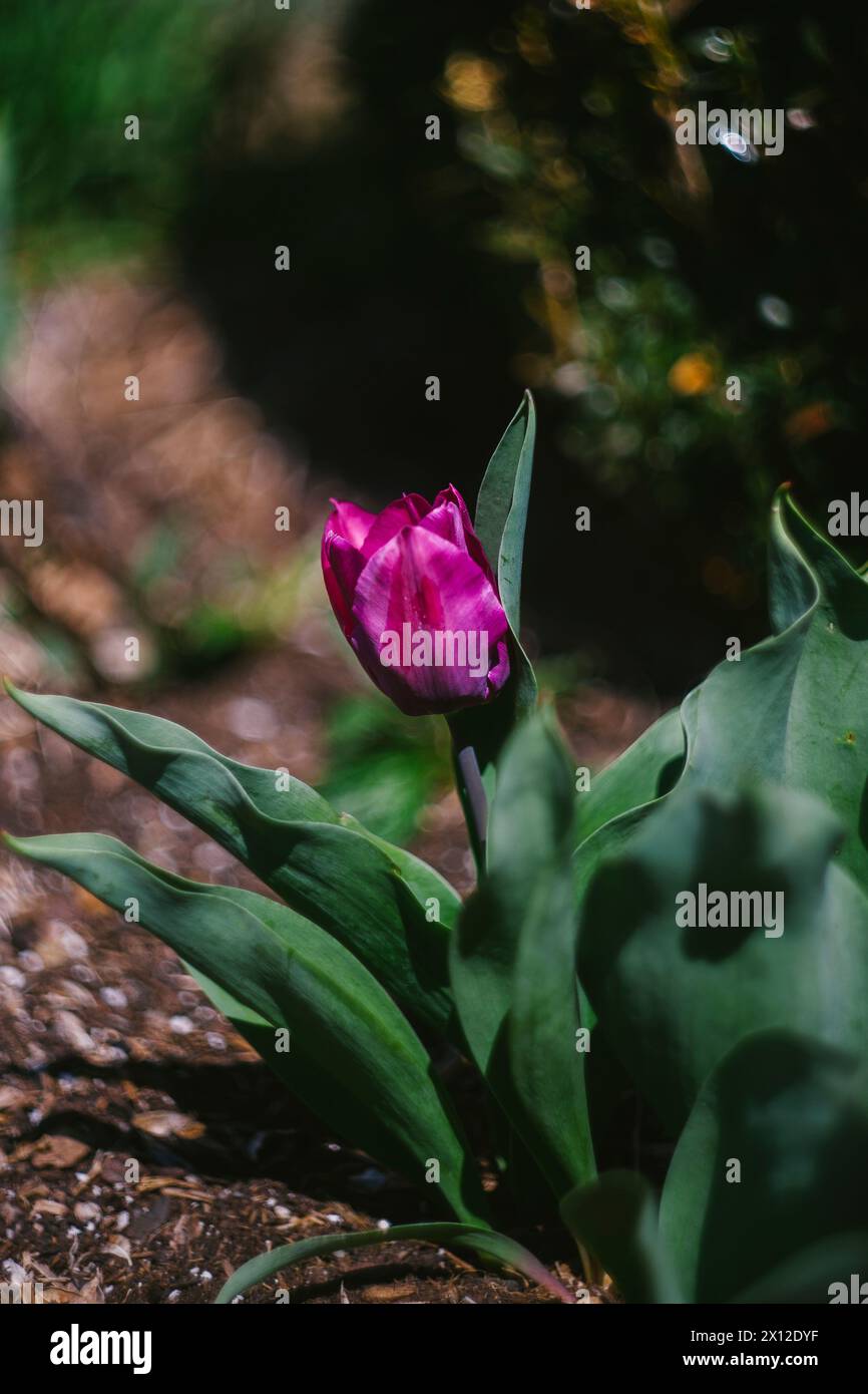 Un singolo fiore di tulipani viola in primavera Foto Stock