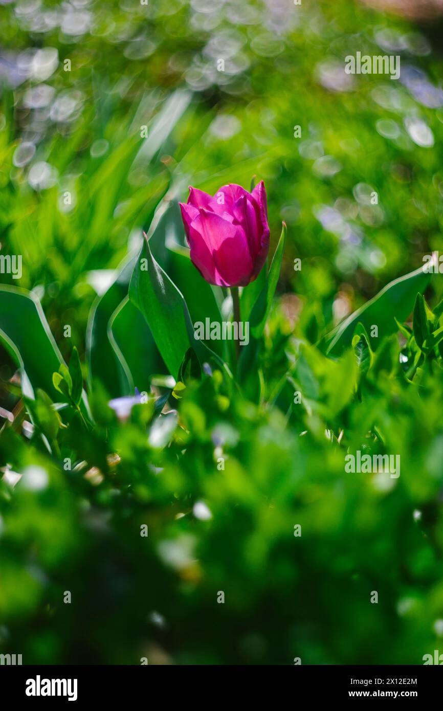 Un singolo fiore di tulipani viola in primavera Foto Stock