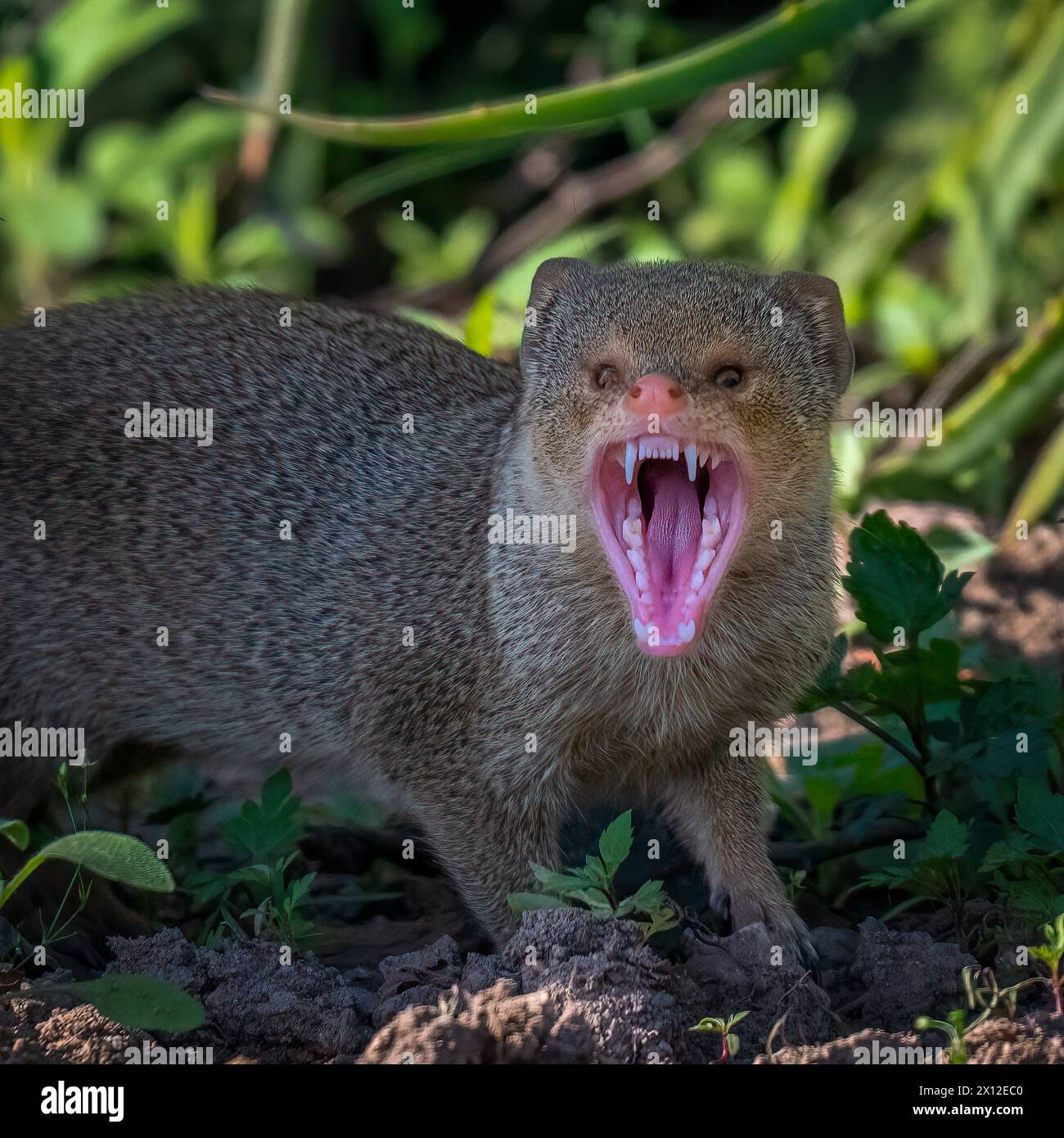 La mangusta mostra una bocca di denti piccoli ma molto affilati PANCHKULA, INDIA IMMAGINI TERRIFICANTI di una mangusta che porta i suoi denti sono state catturate. Immagini Foto Stock