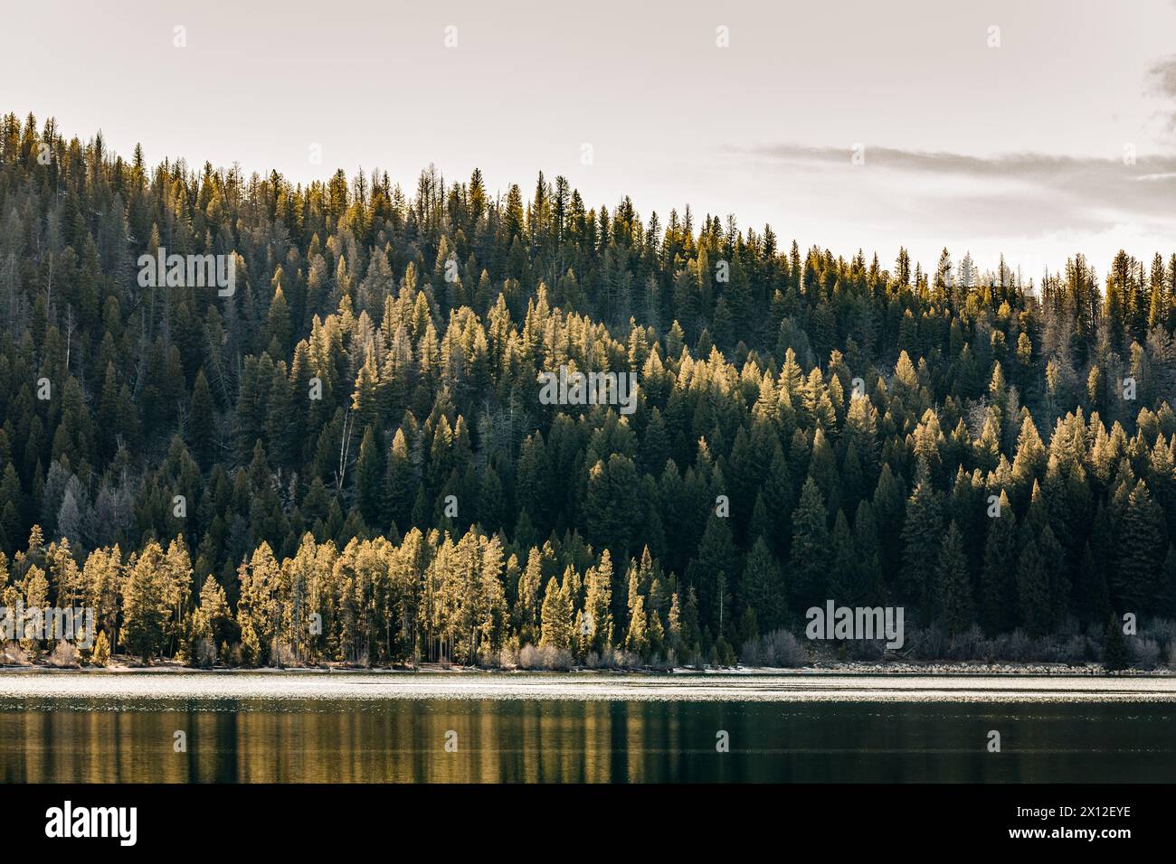 Alberi boschivi retroilluminati dal sole sulla riva del lago a Stanley, Idaho Foto Stock