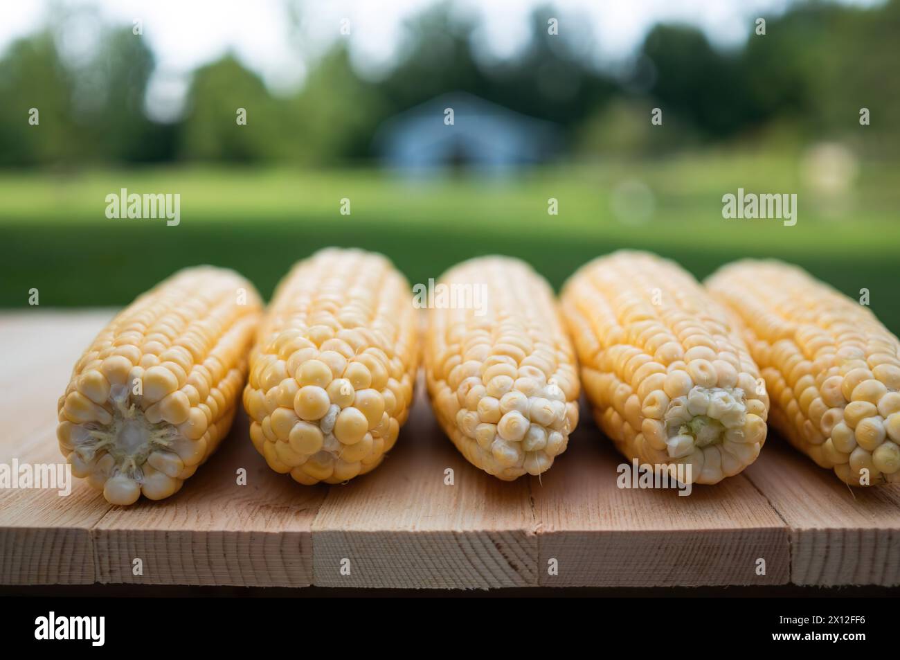 Fila di orecchie di mais dolce semigreggio su una tavola di legno Foto Stock