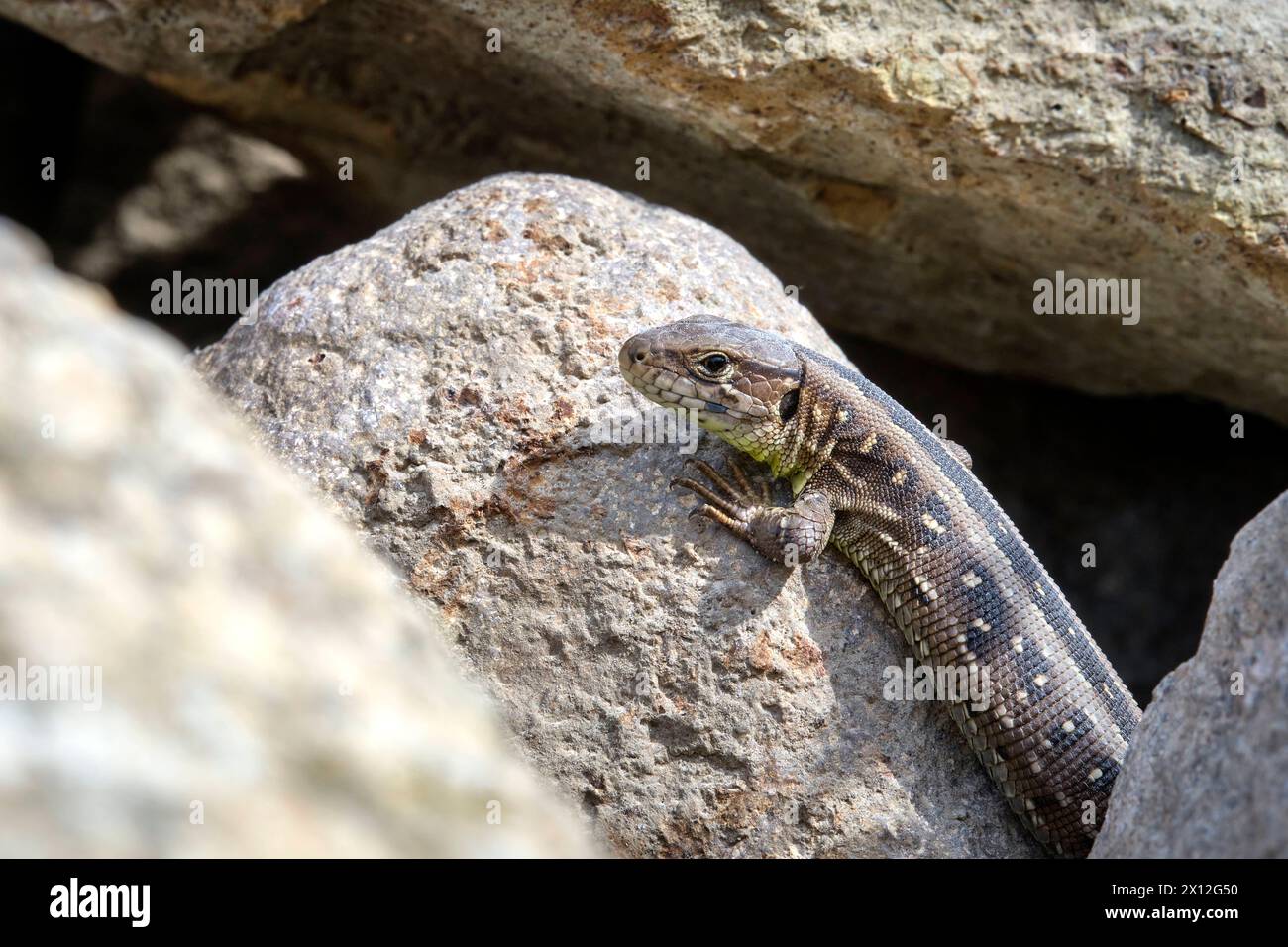 Zauneidechse Lacerta agilis . Zauneidechse Lacerta agilis . 20240414MIC0111 *** lucertola di sabbia Lacerta agilis lucertola di sabbia Lacerta agilis 20240414MIC0111 Foto Stock