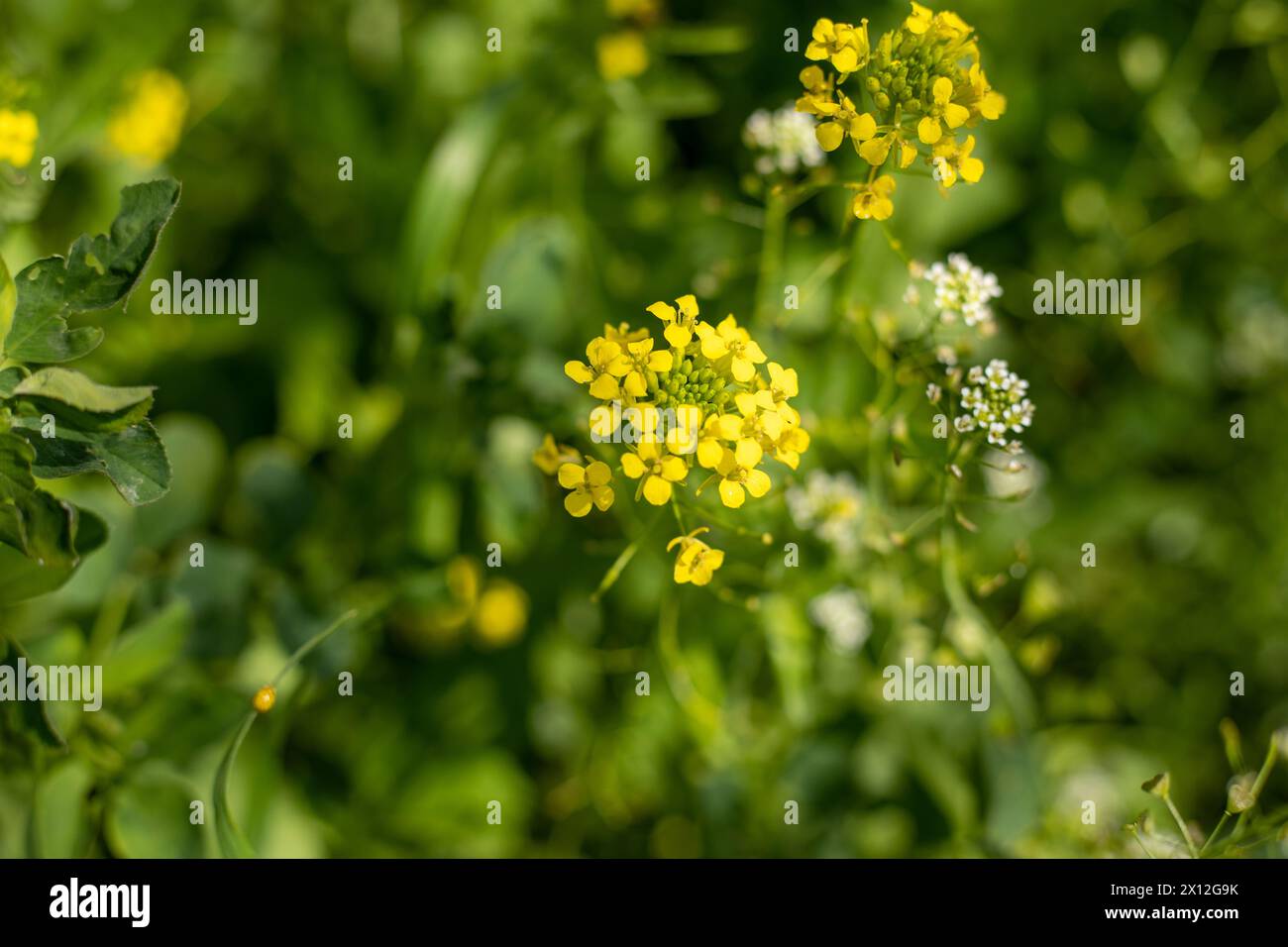 Un mazzo di fiori gialli sono in un campo verde Foto Stock