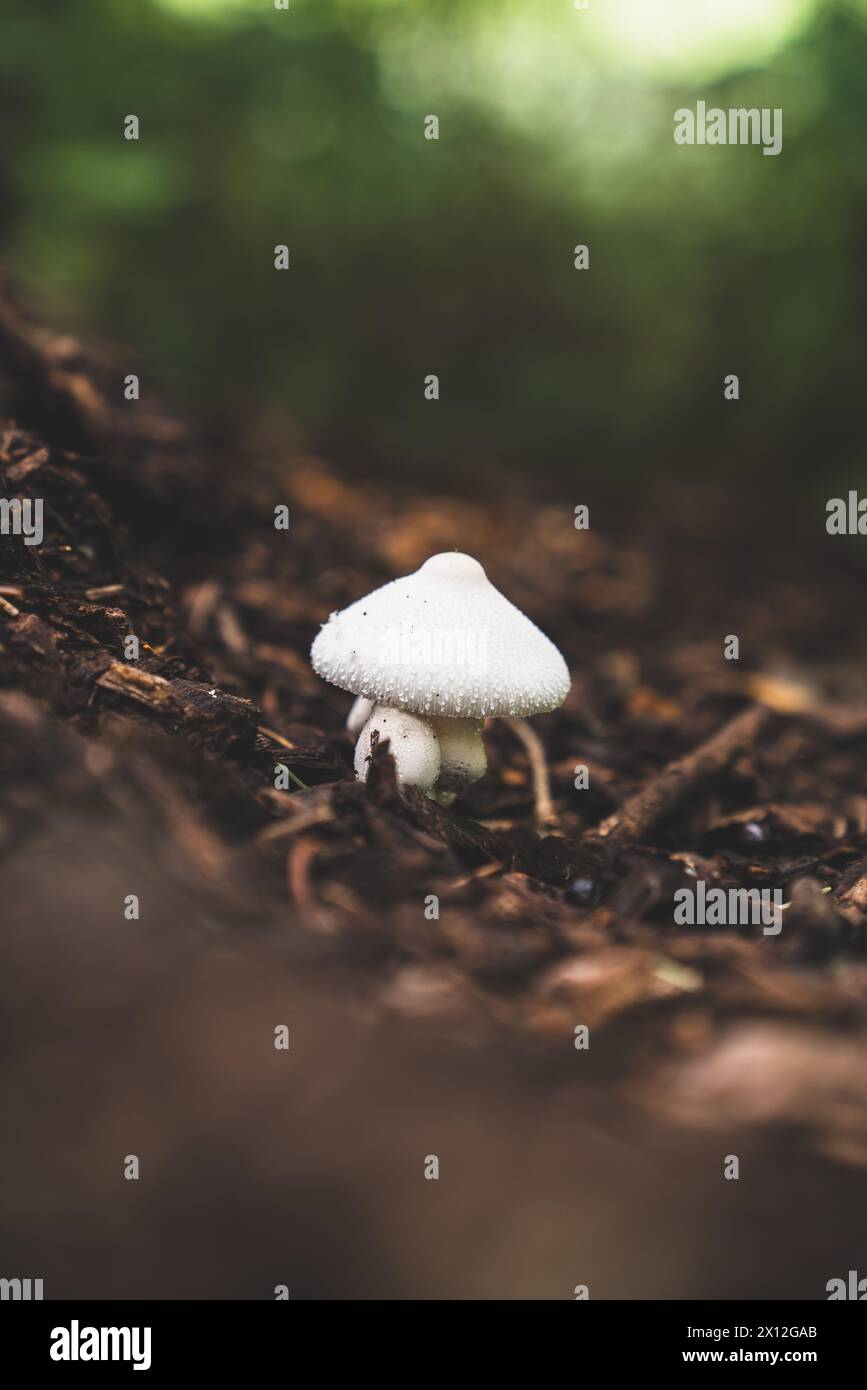Da vicino con Un piccolo fungo Foto Stock