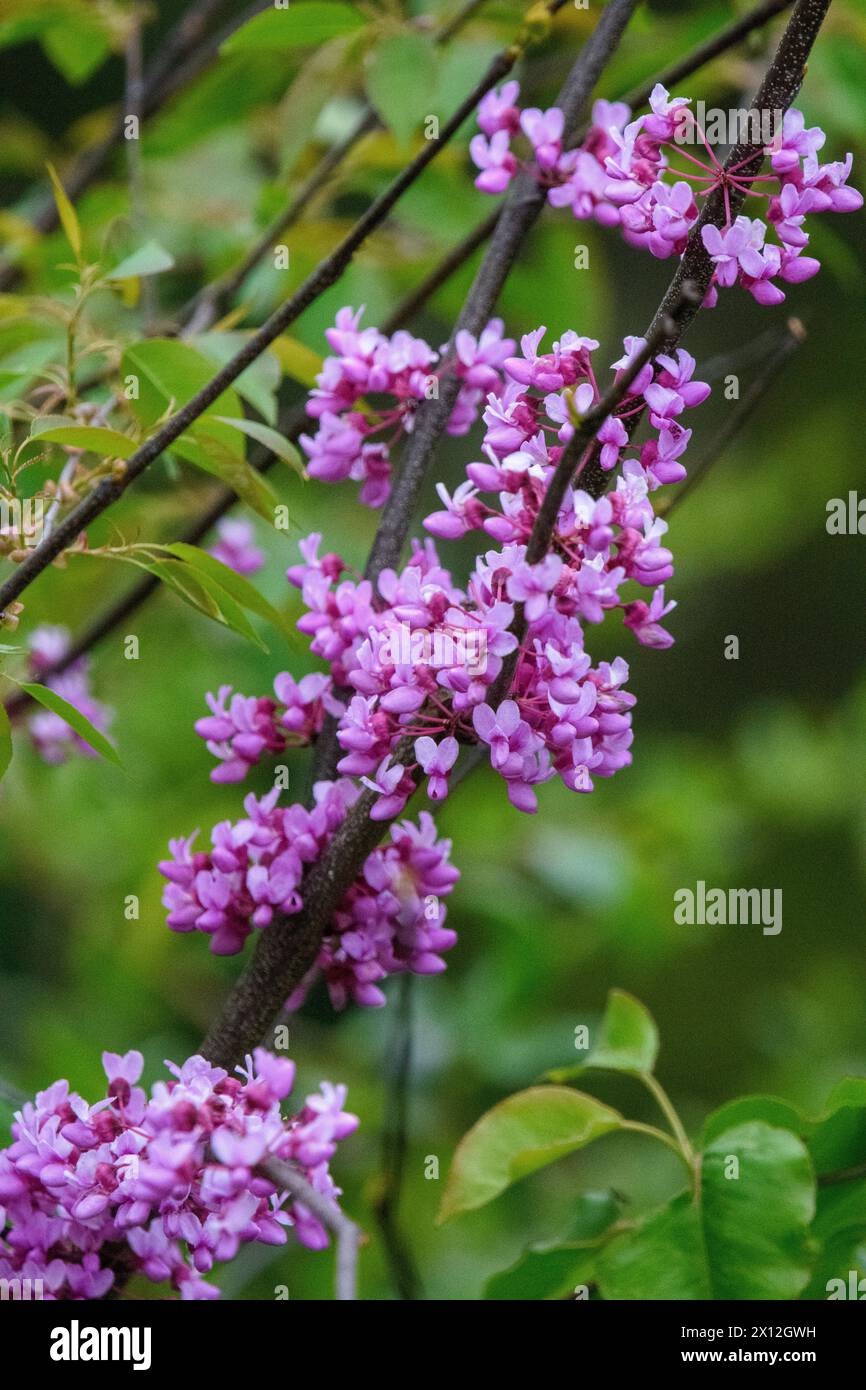 Ammassi di fiori di sequoia rosa sui rami degli alberi Foto Stock