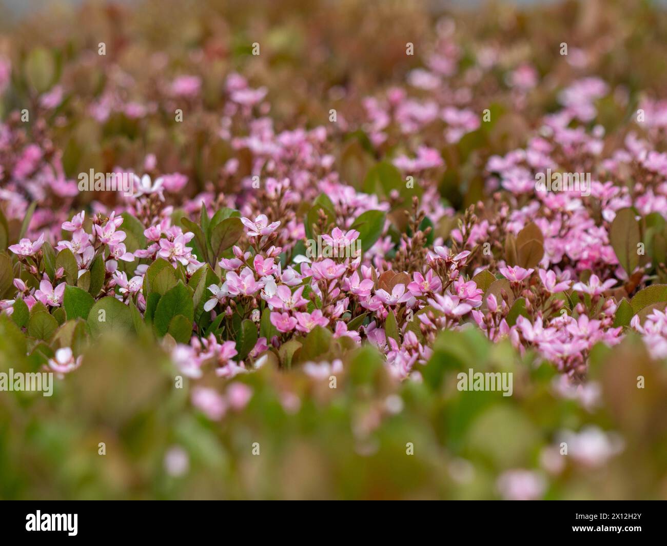 Un mare vibrante di fiori rosa annidato tra foglie verdi. Foto Stock