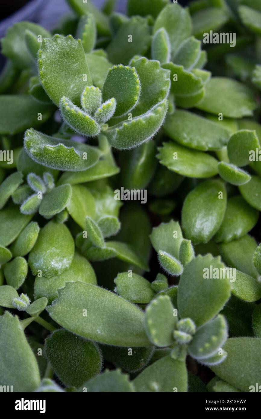 Foglie verdi vellutate e succulente dalla consistenza morbida e sfocata Foto Stock