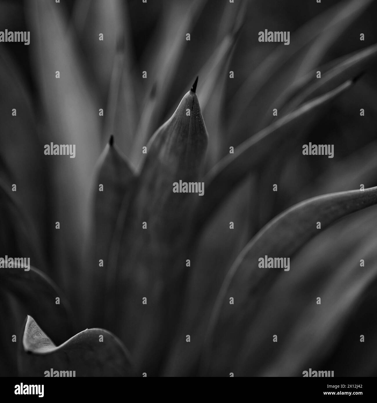 Pianta di agave del deserto di Spikey con profondità di campo bassa Foto Stock