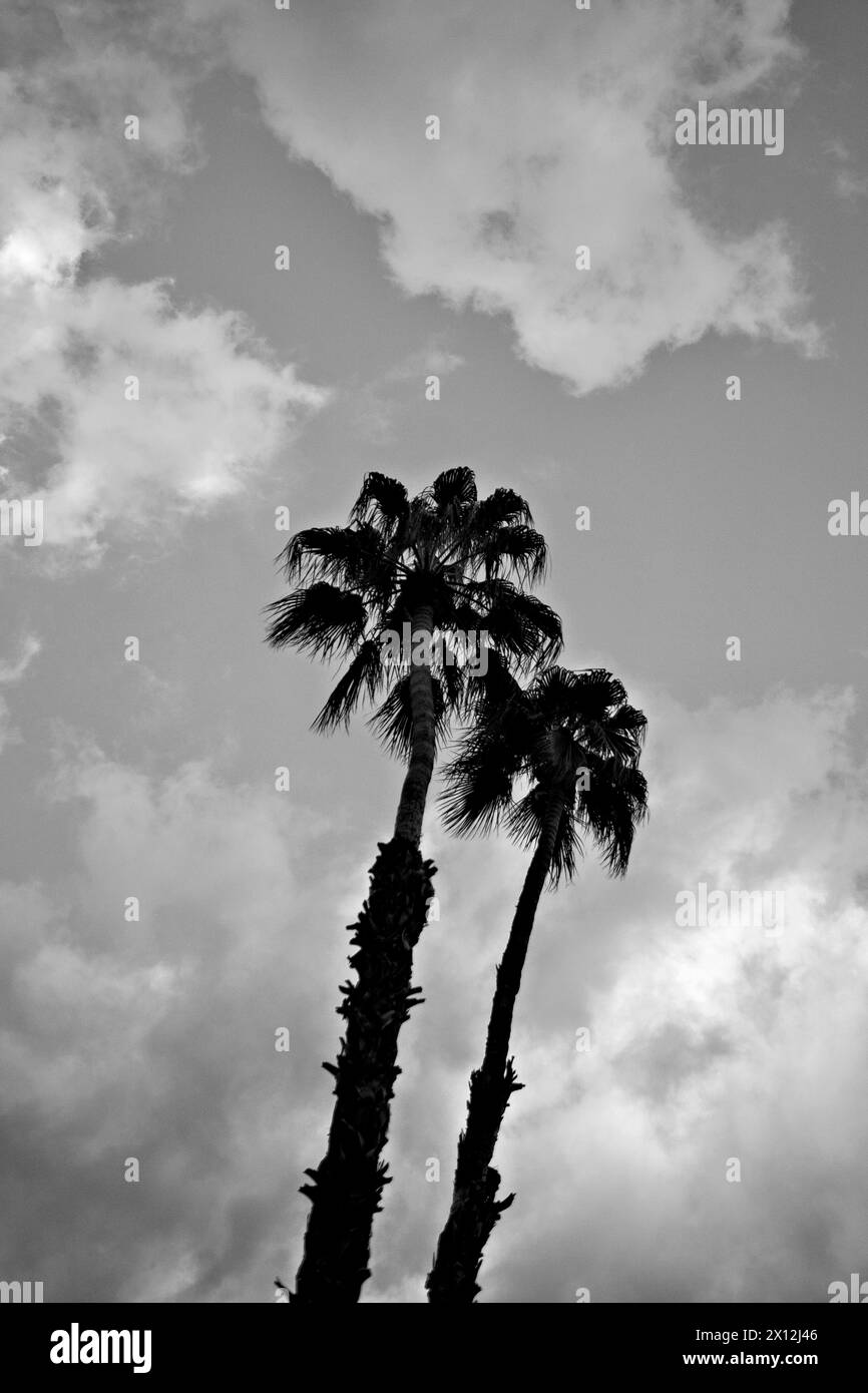 Due palme con nuvole nel cielo, bianco e nero Foto Stock