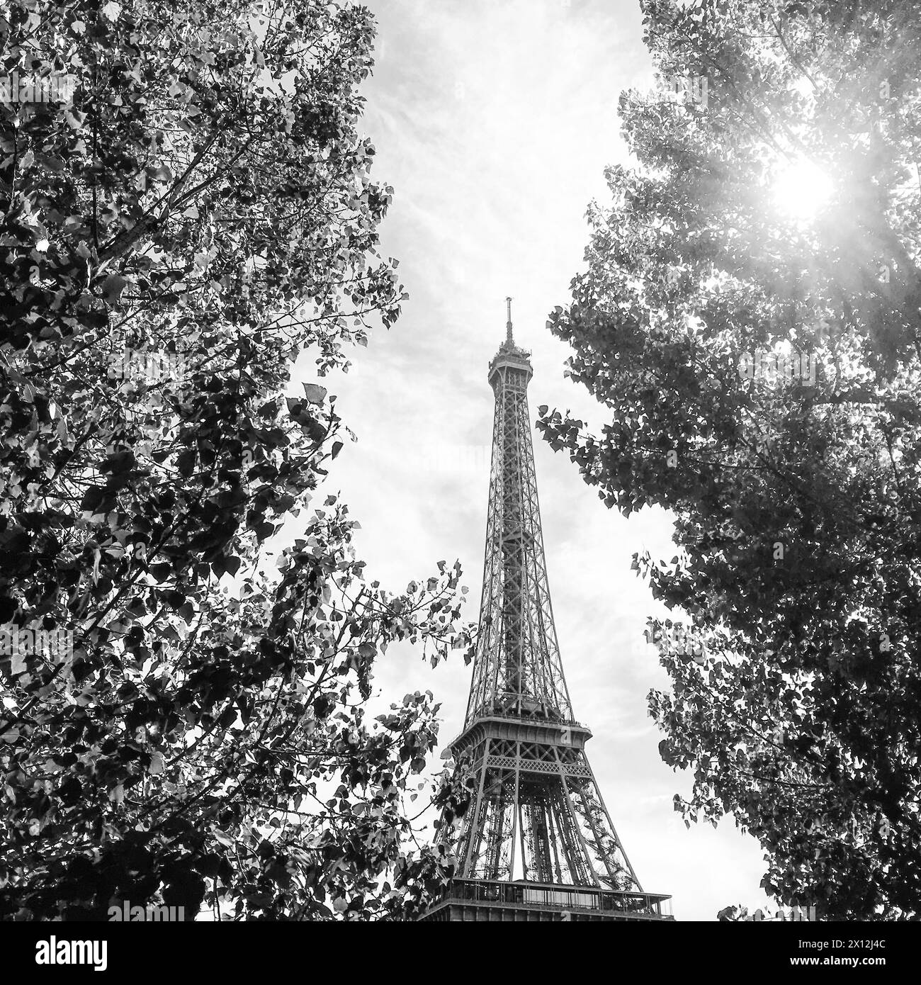 Foto in bianco e nero della Torre Eiffel attraverso gli alberi Foto Stock