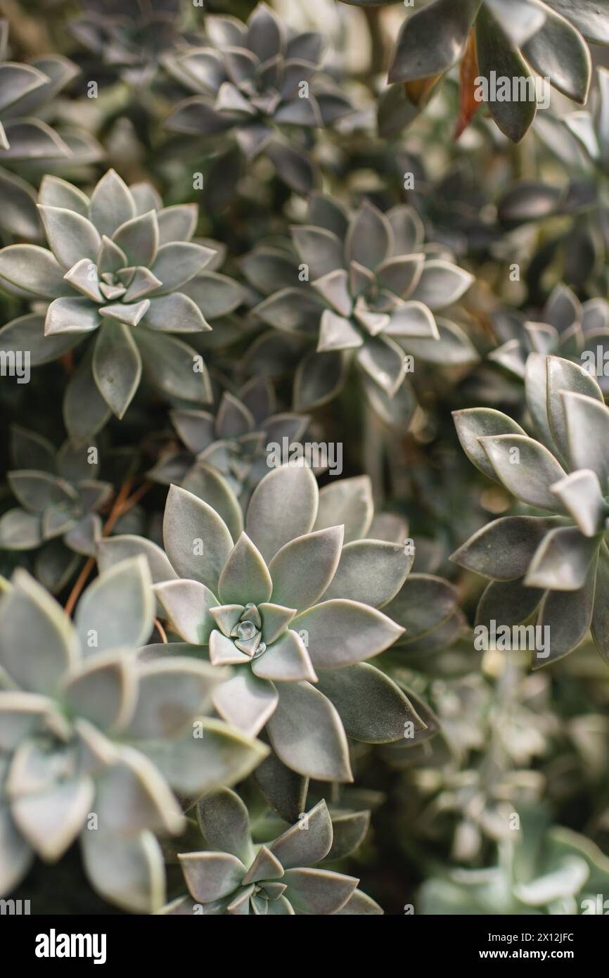 Piante fantasma succulente che crescono in un giardino succulento Foto Stock