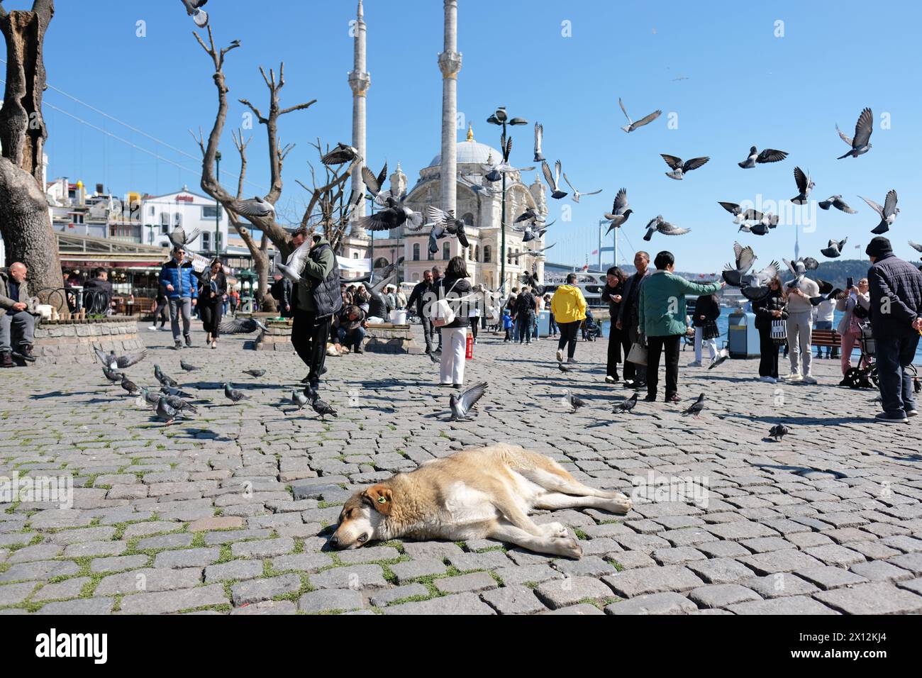 Istanbul Turchia - un cane randagio dorme tra i turisti alla moschea di Ortakoy nel marzo 2024 Foto Stock