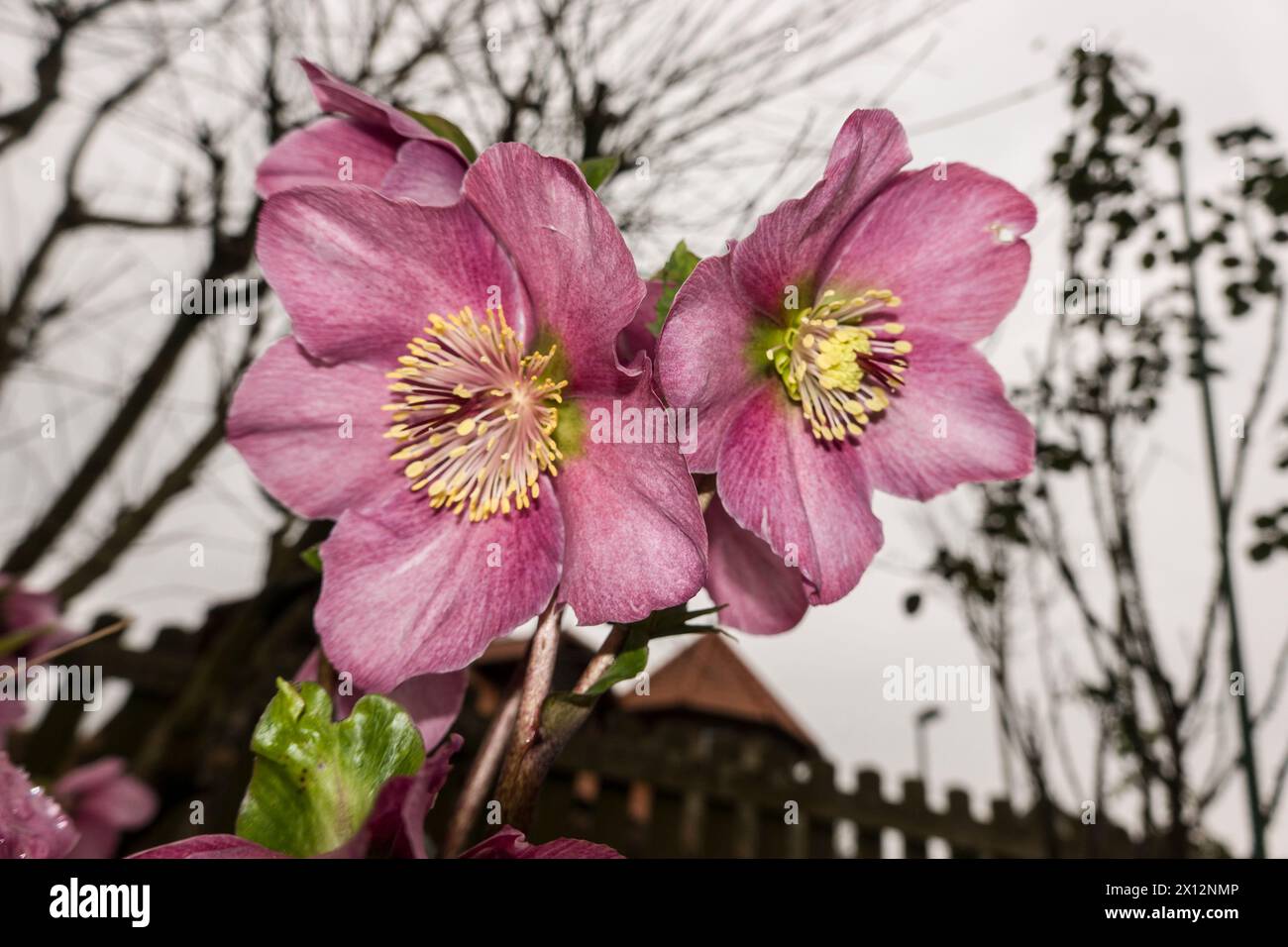 rosa Blüten einer Christrose (Helleborus niger), auch Schneerose, Schwarze Nieswurz Foto Stock