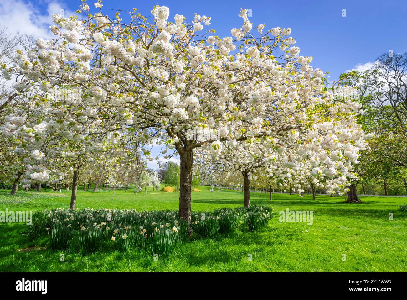 Fiori di ciliegio bianco sugli alberi nel campus del parco della Nottingham University Nottingham Nottinghamshire Inghilterra Regno Unito Europa Foto Stock