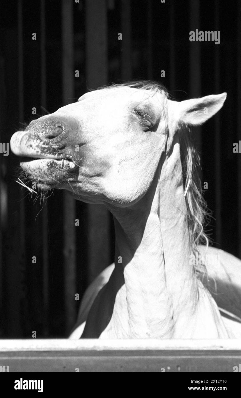 Uno dei famosi cavalli Lippizaner gode di aria fresca e sole durante le sue "vacanze" a Lainzer Tiergarten (zoo) il 7 agosto 1986. - 19860807 PD0004 - Rechteinfo: Diritti gestiti (RM) Foto Stock