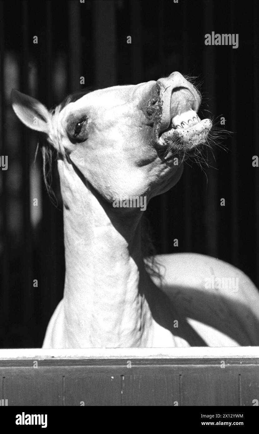 Uno dei famosi cavalli Lippizaner gode di aria fresca e sole durante le sue "vacanze" a Lainzer Tiergarten (zoo) il 7 agosto 1986. - 19860807 PD0007 - Rechteinfo: Diritti gestiti (RM) Foto Stock