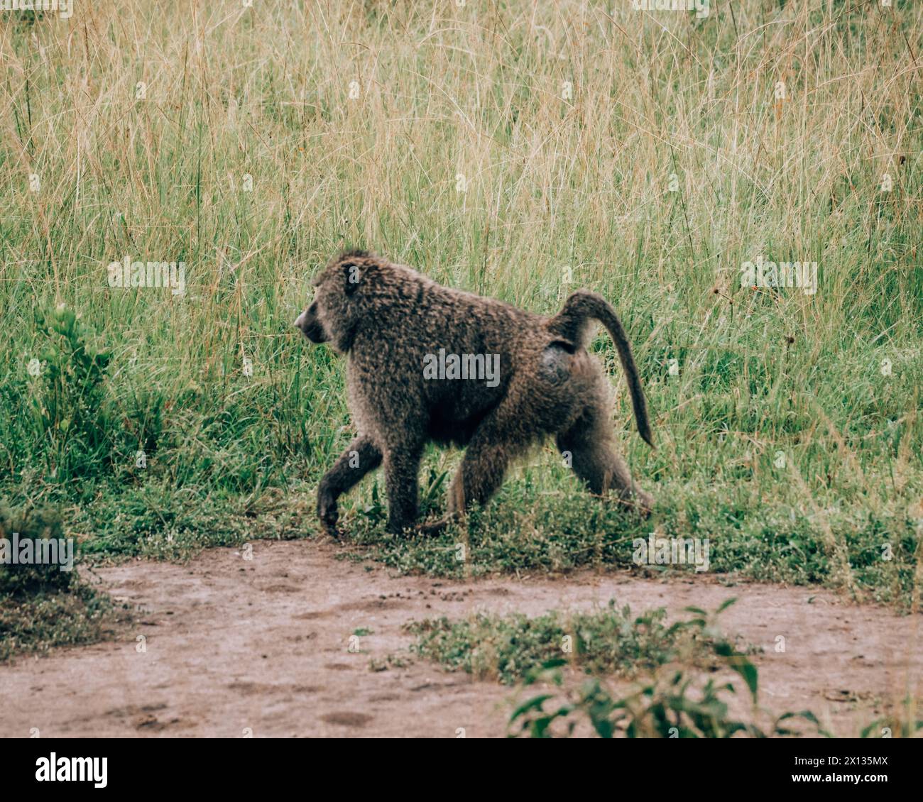 Babbuini d'ulivo nel Parco Nazionale del Mburo Foto Stock
