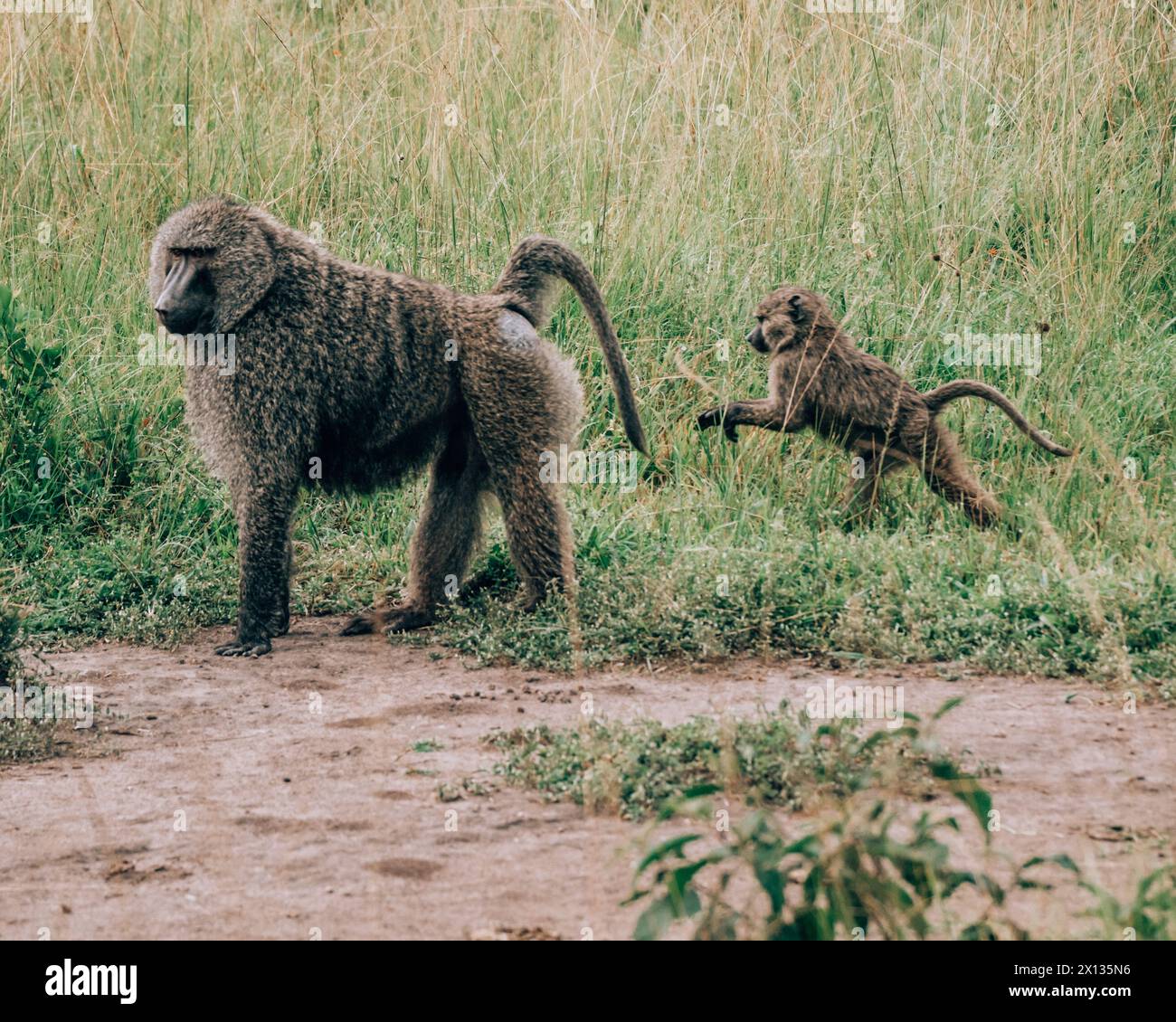 Babbuini d'ulivo nel Parco Nazionale del Mburo Foto Stock