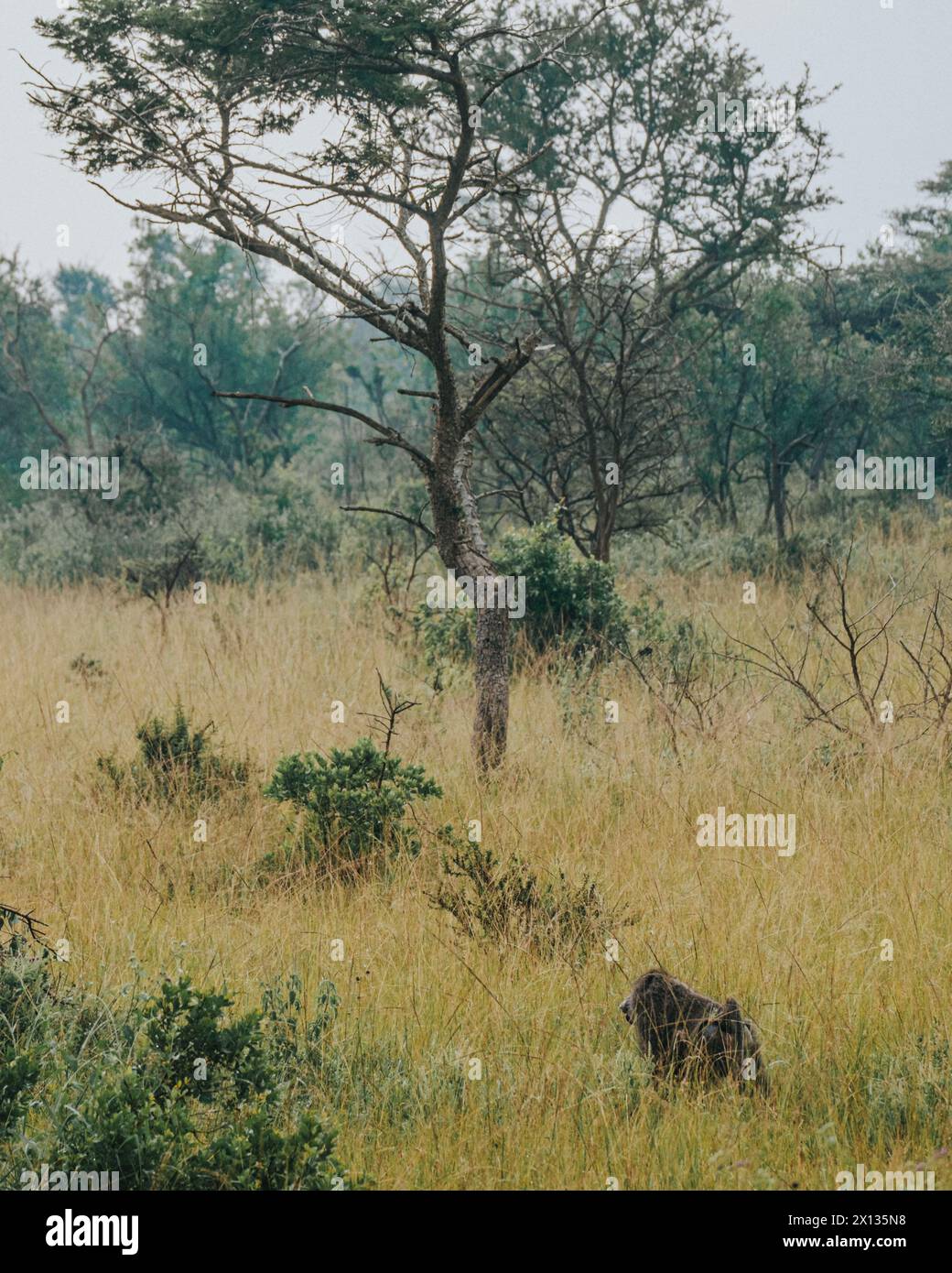 Babbuini d'ulivo nel Parco Nazionale del Mburo Foto Stock