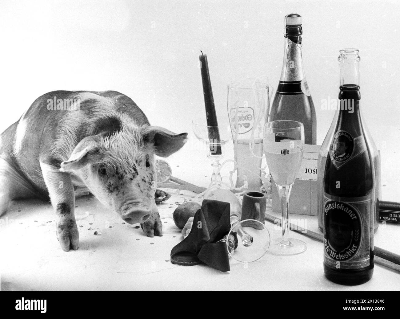 I maiali sono visti come simboli per la fortuna e vengono donati come portafortuna durante le celebrazioni di Capodanno. Nella foto: Un maialino seduto su un tavolo con bottiglie di birra e champagne il 27 dicembre 1991. - 19911227 PD0005 - Rechteinfo: Diritti gestiti (RM) Foto Stock