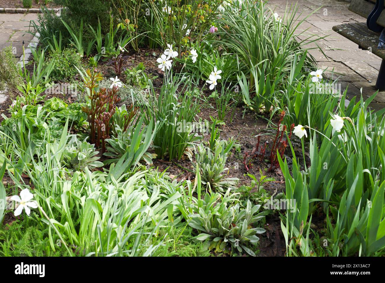 Colorato Narciso Pseudonarcissus nel giardino sotto il sole Foto Stock