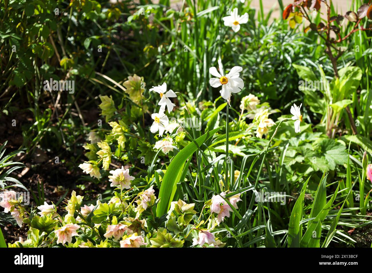 Colorato Narciso Pseudonarcissus nel giardino sotto il sole Foto Stock