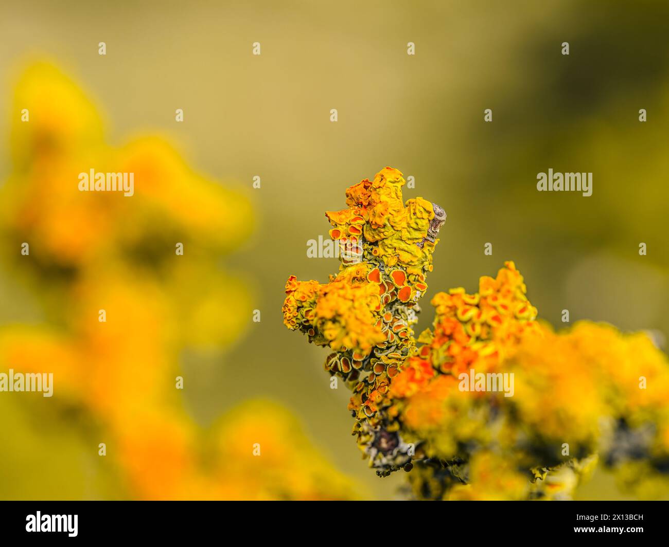 lichene su un ramo d'albero, malattia. Primo piano del lichene d'arancia comune che cresce su un ramo di anziano. Lichene giallo marino - Xanthoria parietina Foto Stock