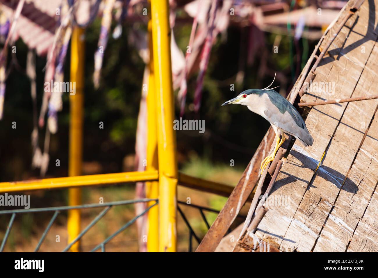 Black Crown Night Heron, Nycticorax Nycticorax, arroccato su una barca sul Nilo. Egitto Foto Stock