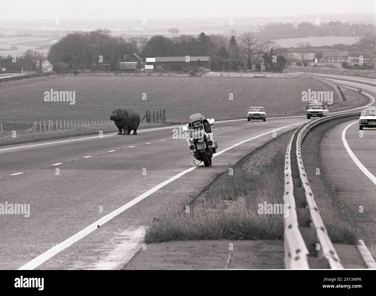 Traffico imprevisto sulla A303 nell'Hampshire UK 1990. A seguito di un incidente stradale, un giovane ippopotamo si aggira sulla doppia carreggiata vicino al circuito di Thruxton. Foto Stock