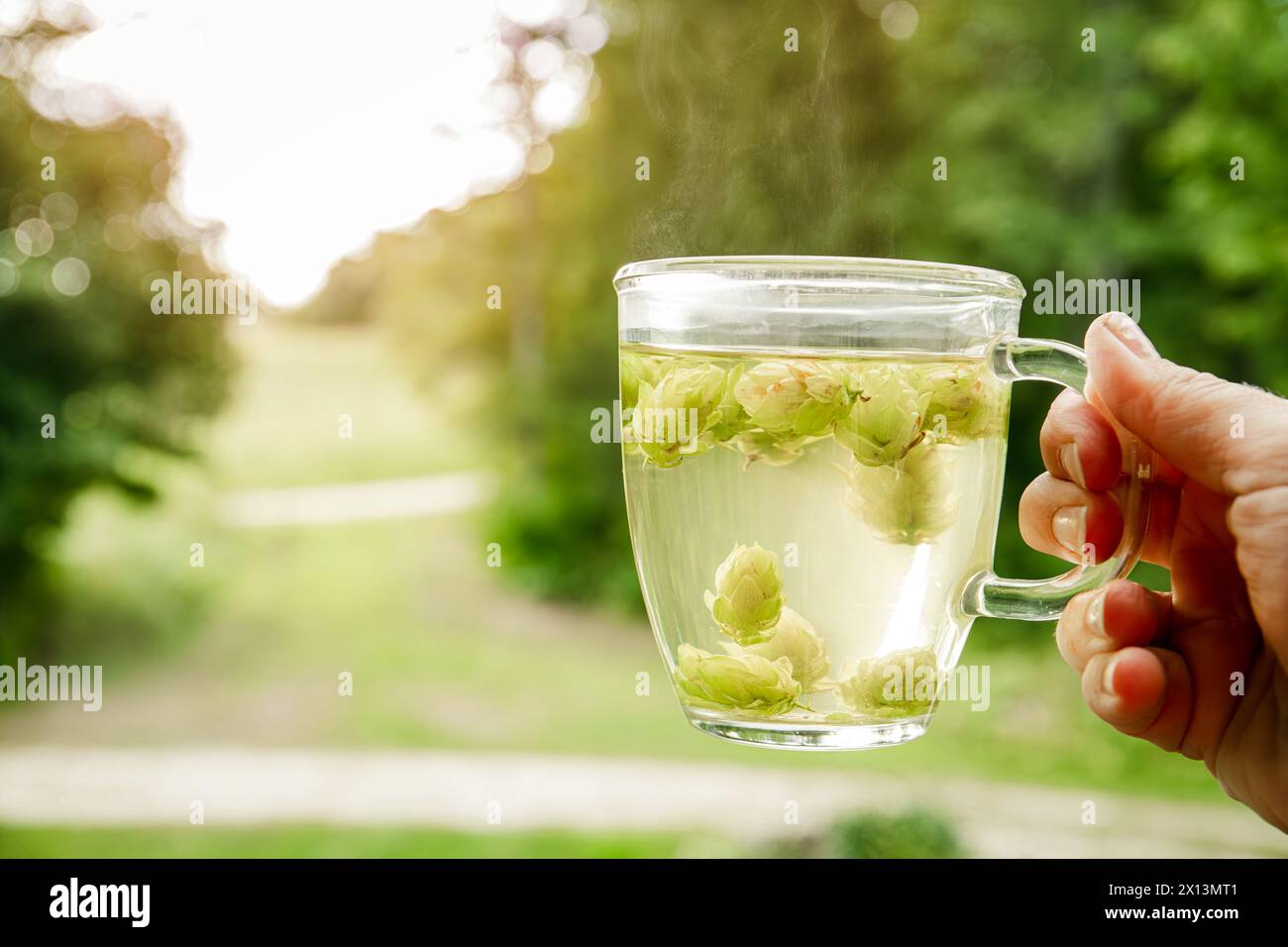Bevanda a base di tè medicinale a base di Humulus lupulus, il luppolo comune. Donna che tiene in mano una tazza calda di tè con il tramonto sullo sfondo Foto Stock
