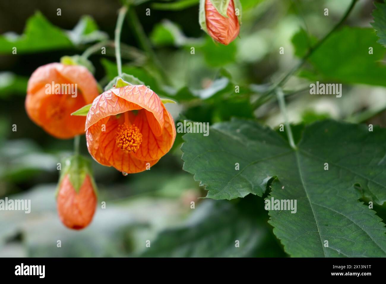 Bella pianta di lanterne cinesi Orange Redvein. (Callianthe Picta). Foto Stock