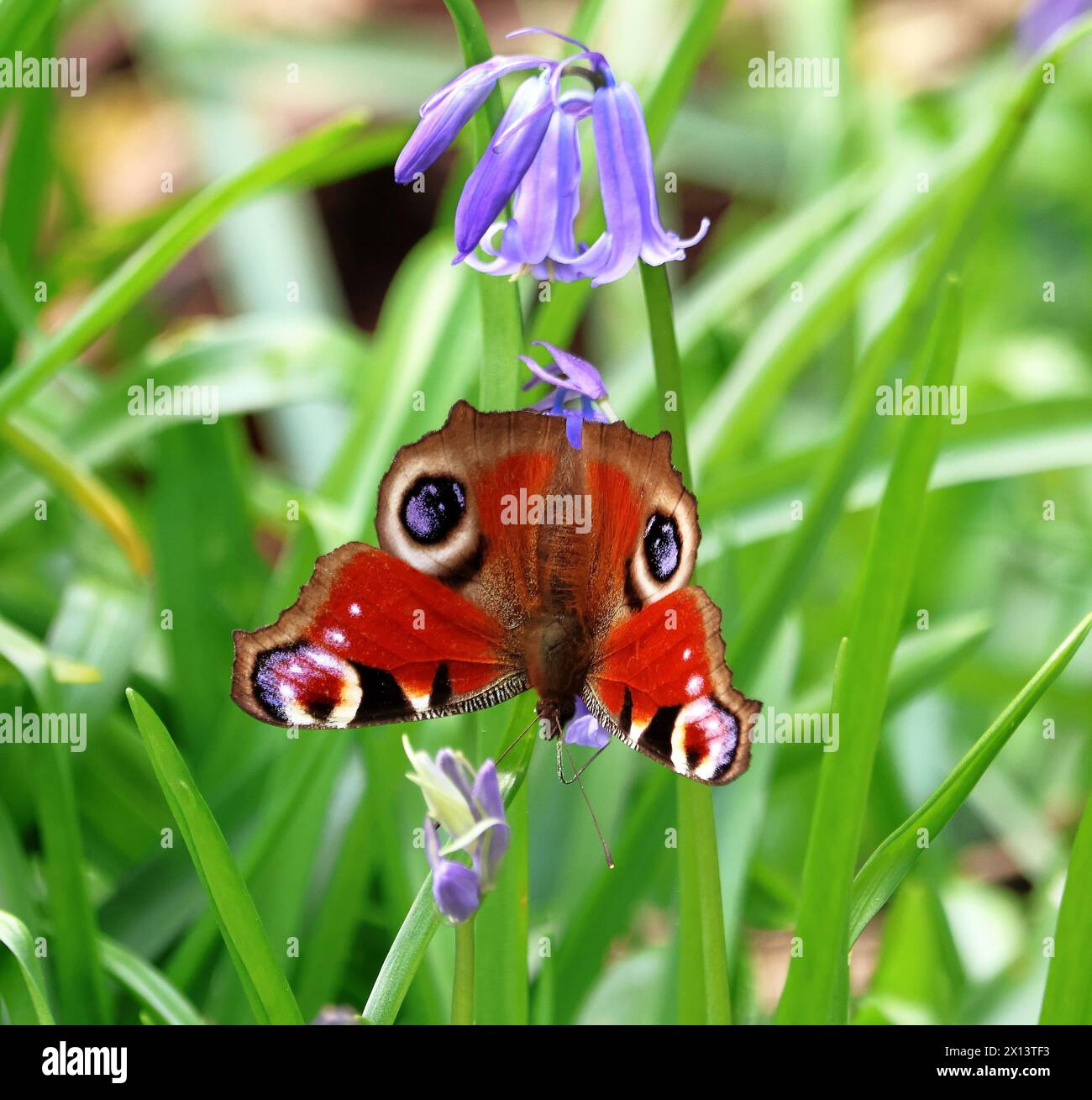 La colorata farfalla di pavone Europeanl (Inachis io), seduta su un fiore di campanello blu primaverile Foto Stock