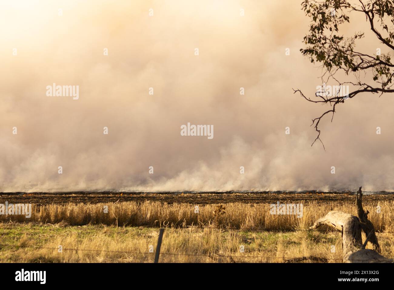La pratica agricola della combustione autunnale della stoppia del raccolto in preparazione dell'aratura e della piantagione di un raccolto Foto Stock