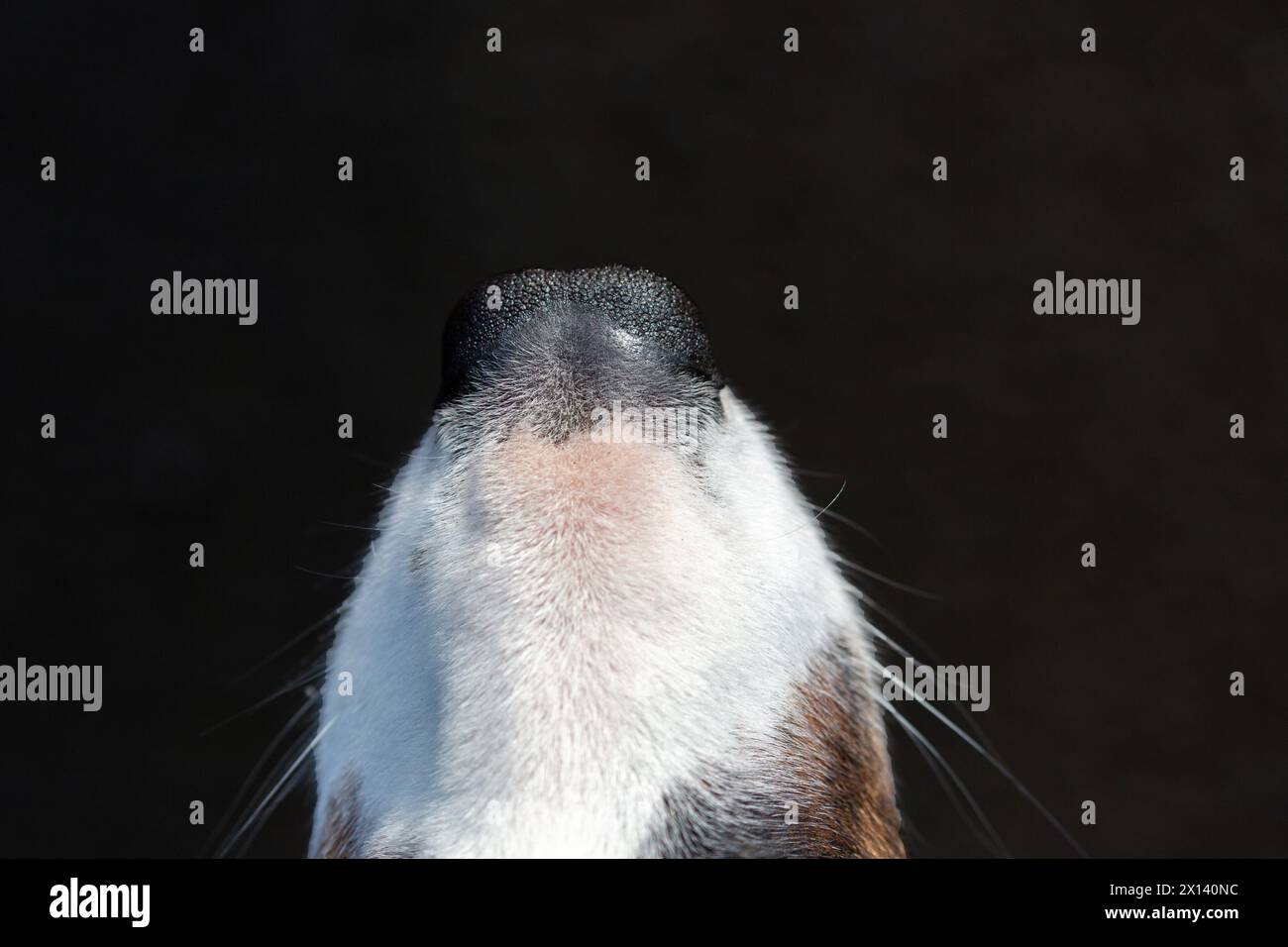 Primo piano del naso di un cane dall'alto Foto Stock