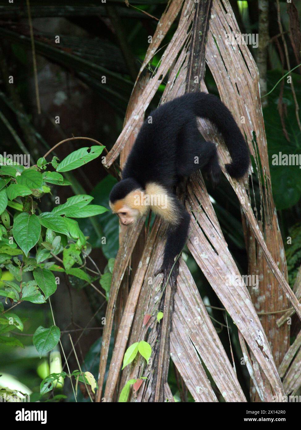 Scimmia cappuccina dalla faccia bianca colombiana, Cebus capucinus, Cebidae, Simiiformes, Haplorhini, primati. Parco nazionale di Tortuguero, Costa Rica. Foto Stock