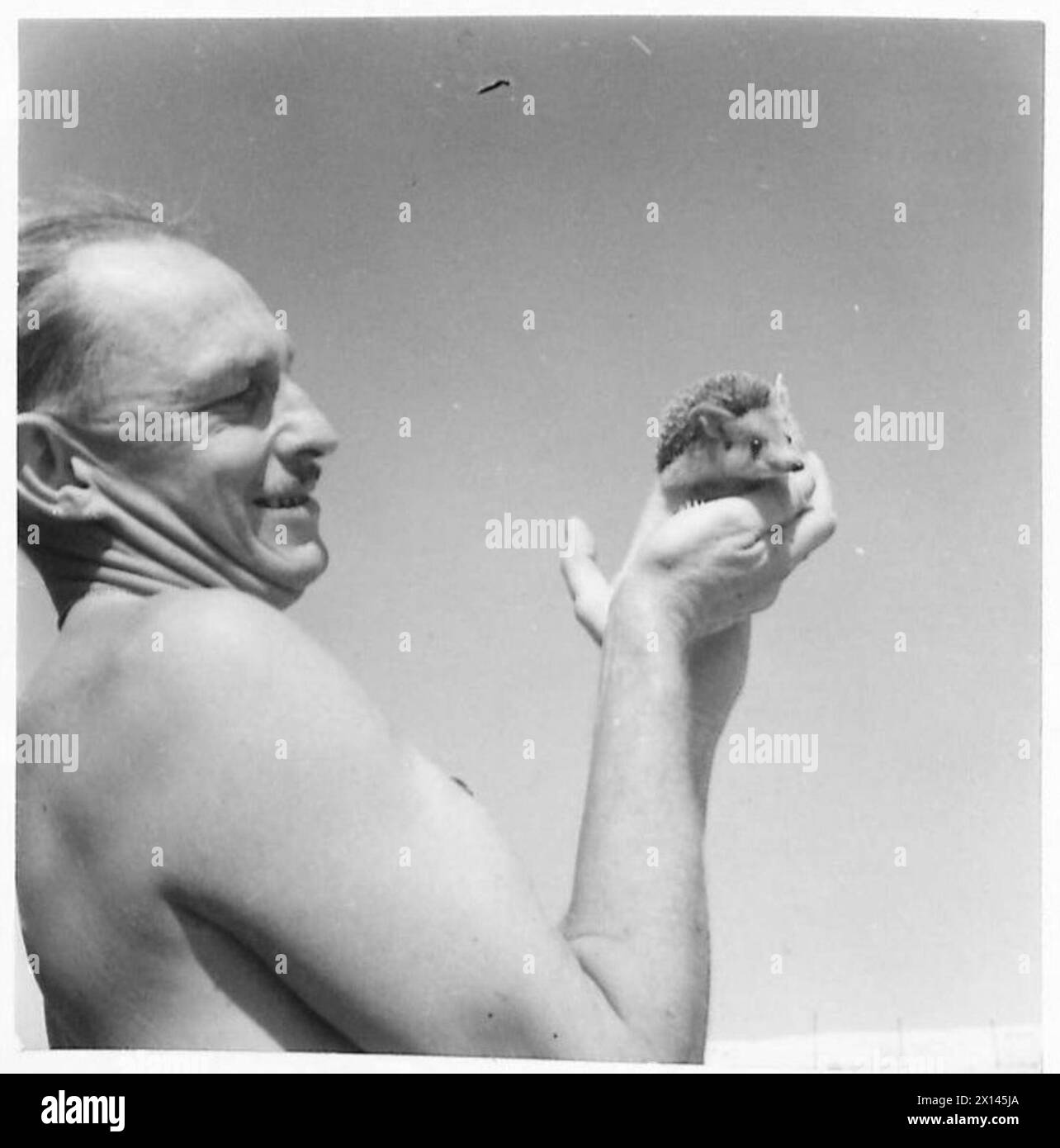 Un riccio adottato come mascotte da reggimento dalle truppe sudafricane nel deserto. Foto Stock