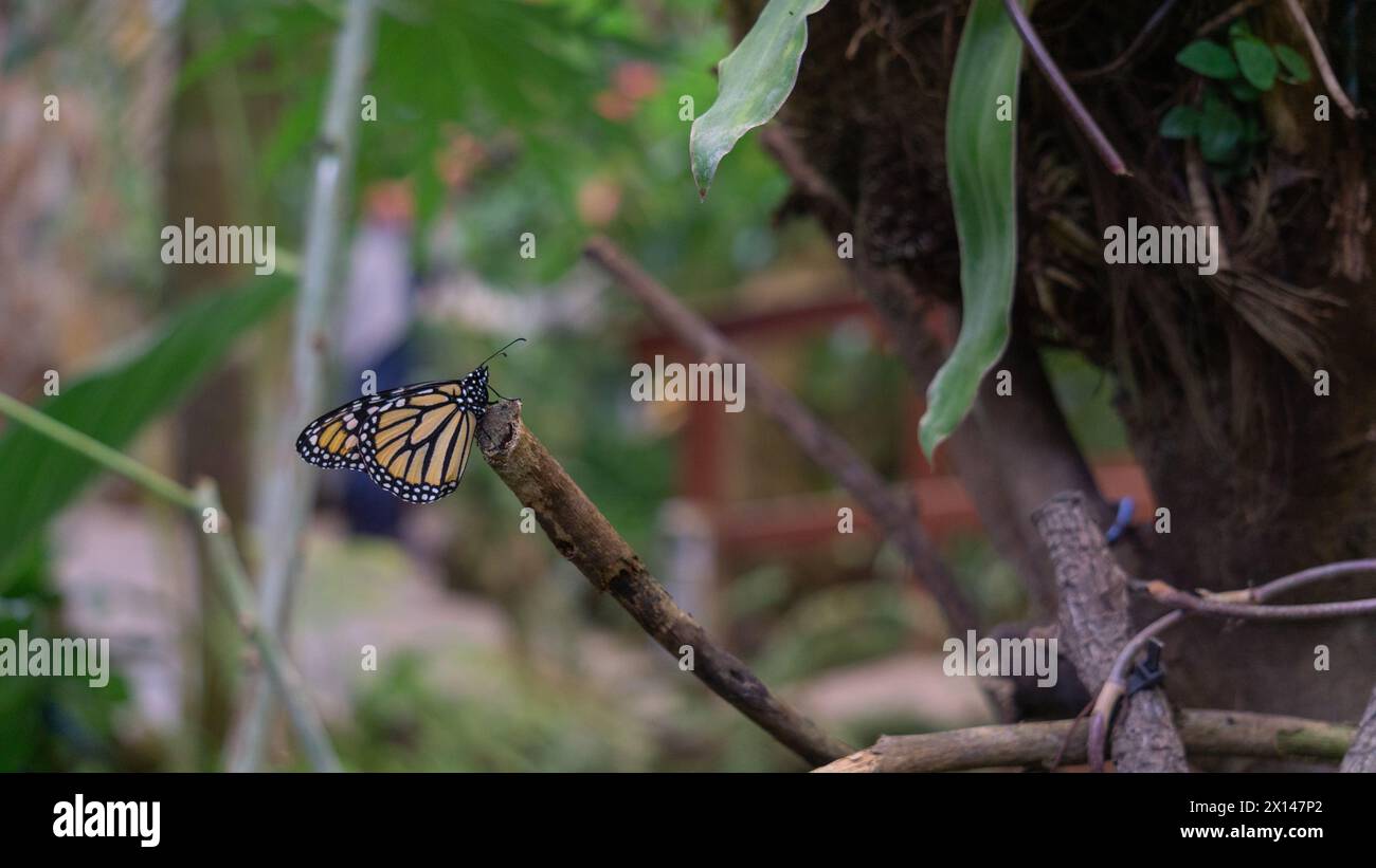 Iconiche ali ali arancioni, sereno sfondo naturale Foto Stock
