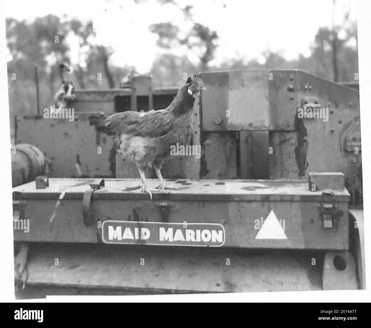 Una fotografia mostra Maid Marion, il pollo della mascotte del 2° Battaglione, Sherwood Foresters, arroccato su una Universal Carrier durante la Battaglia di Anzio, da gennaio a giugno 1944, dove la prima Divisione britannica era attaccata al vi corpo della Quinta Armata. Foto Stock