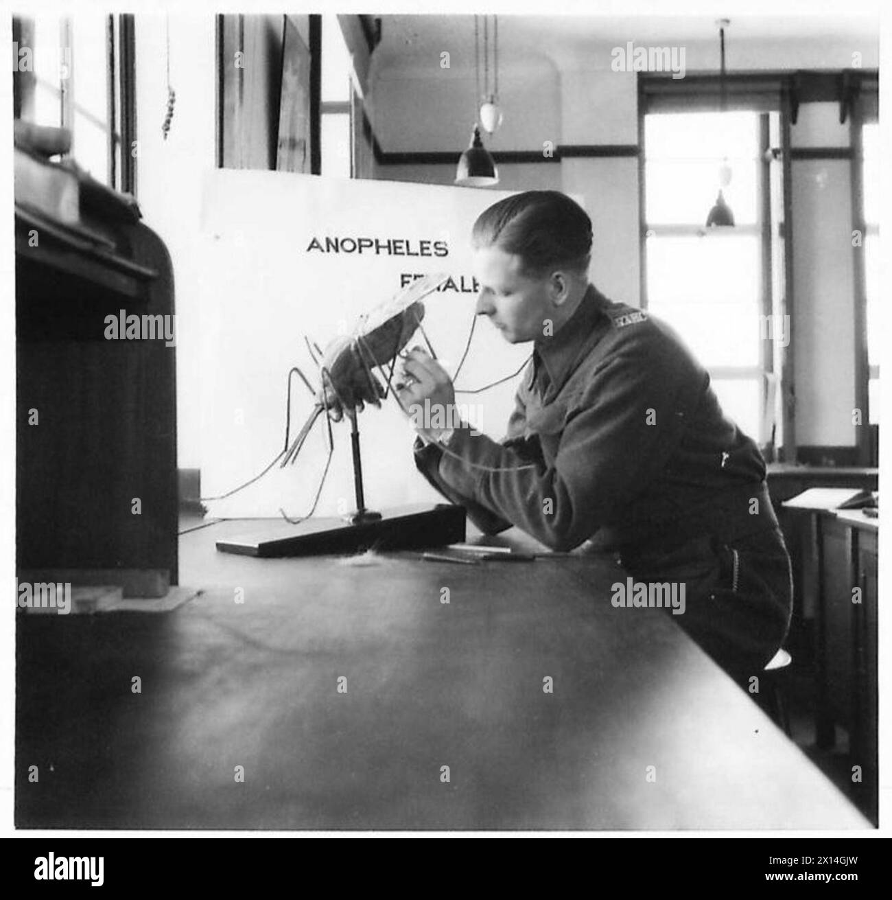 Un soldato del Royal Army Medical Corps costruisce un modello di zanzara malaria per insegnare agli studenti il suo ruolo nella trasmissione delle malattie. Foto Stock