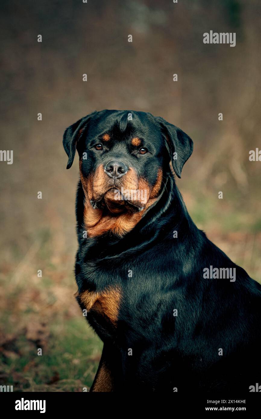 Rottweiler in erba lunga Foto Stock