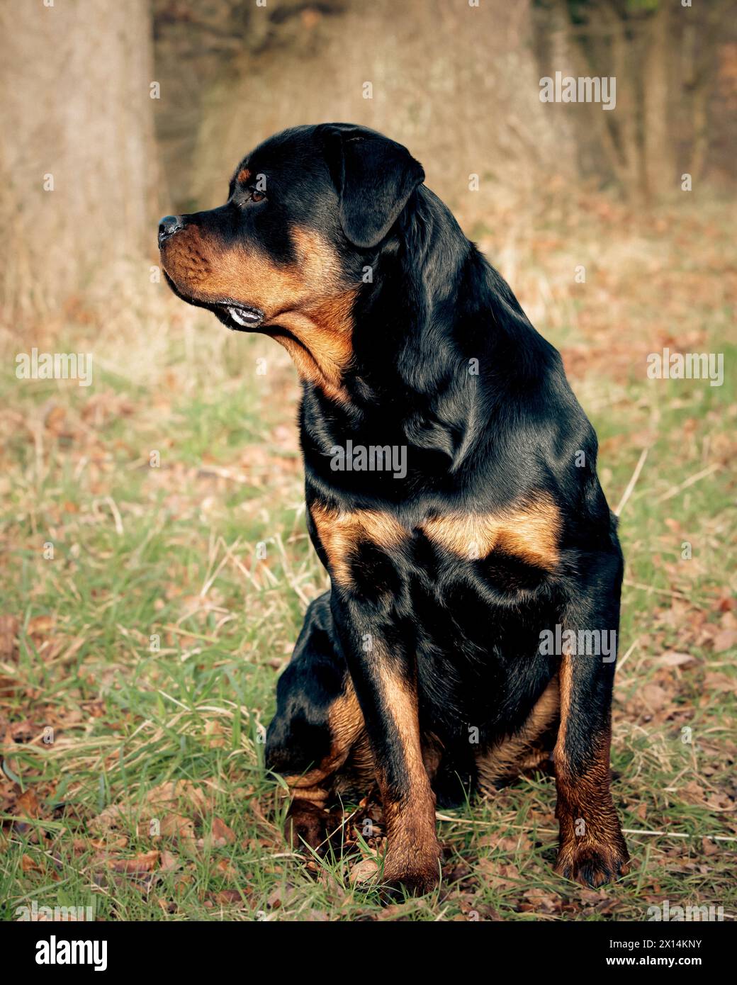 Rottweiler in erba lunga Foto Stock