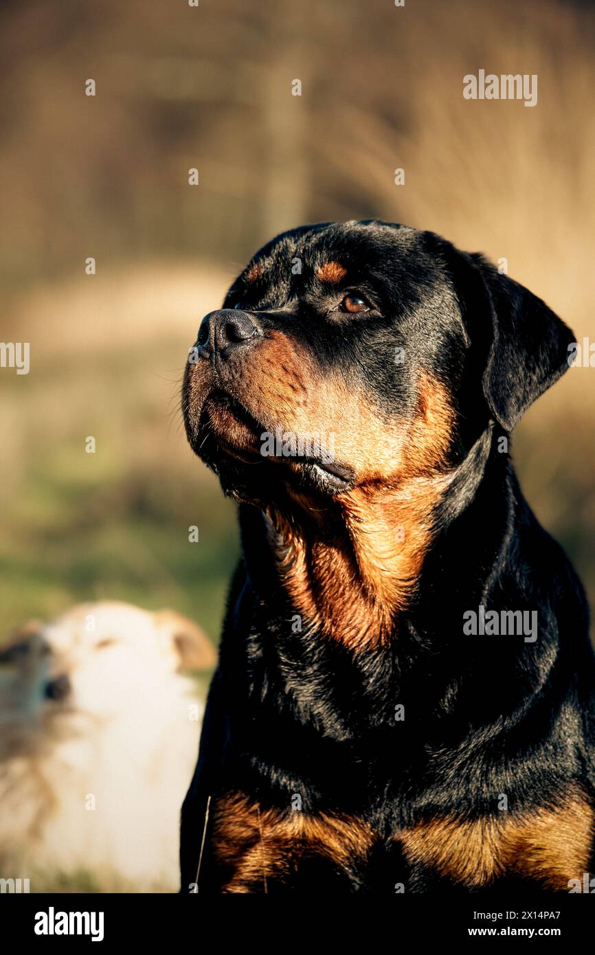 Rottweiler in erba lunga Foto Stock