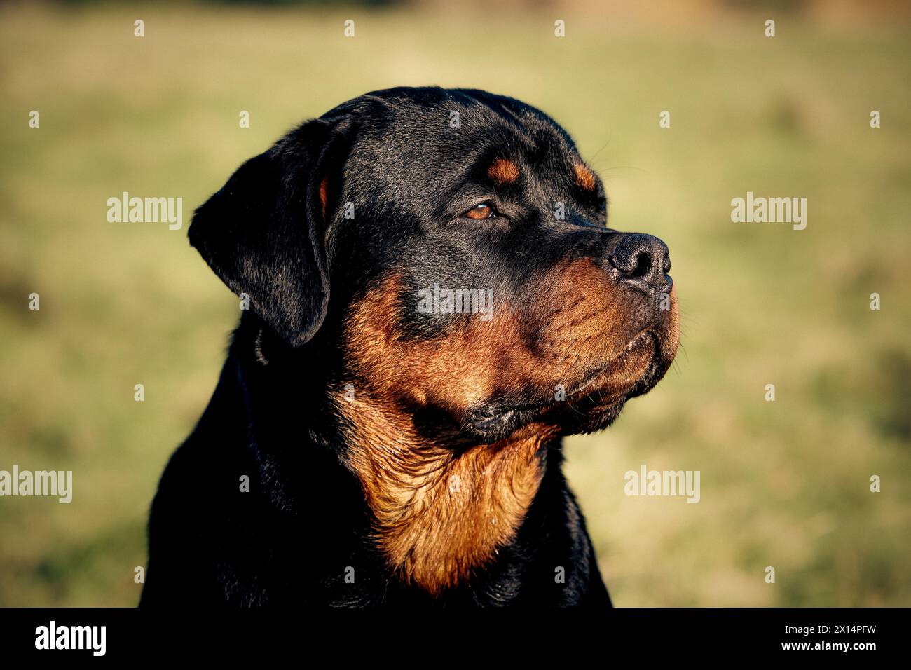 Rottweiler in erba lunga Foto Stock